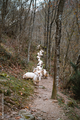Sheep flock walking on a single trail through the forest © Eneko Aldaz