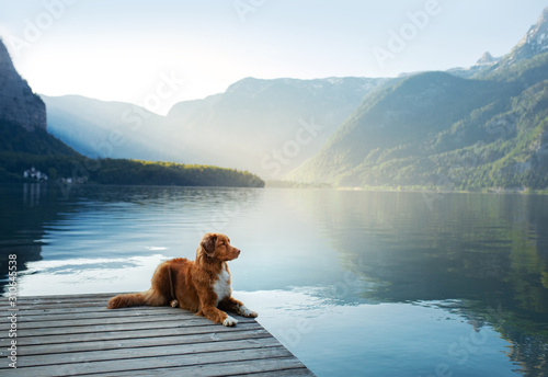 Fototapeta Naklejka Na Ścianę i Meble -  dog on a journey. Nova Scotia retriever by a mountain lake on a wooden bridge. A trip with a pet to nature