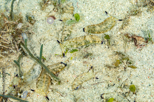 The most beautiful underwater snails of the Indian and Pacific Ocean