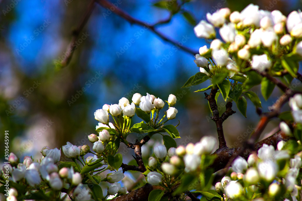 Apple blossom. Apple tree branches in buds of new flowers. Apple blossom. Apple tree branches in buds of new flowers.