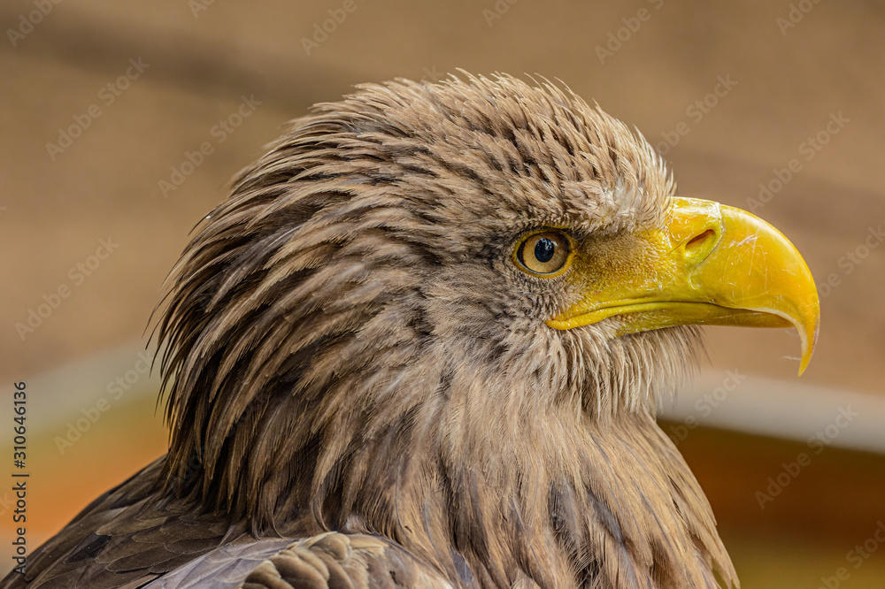 Naklejka premium detailed portrait of sea eagle