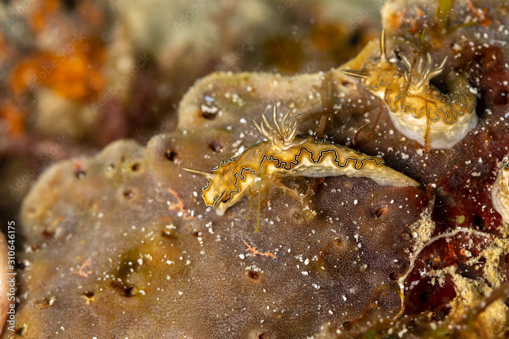 The most beautiful underwater snails of the Indian and Pacific Ocean