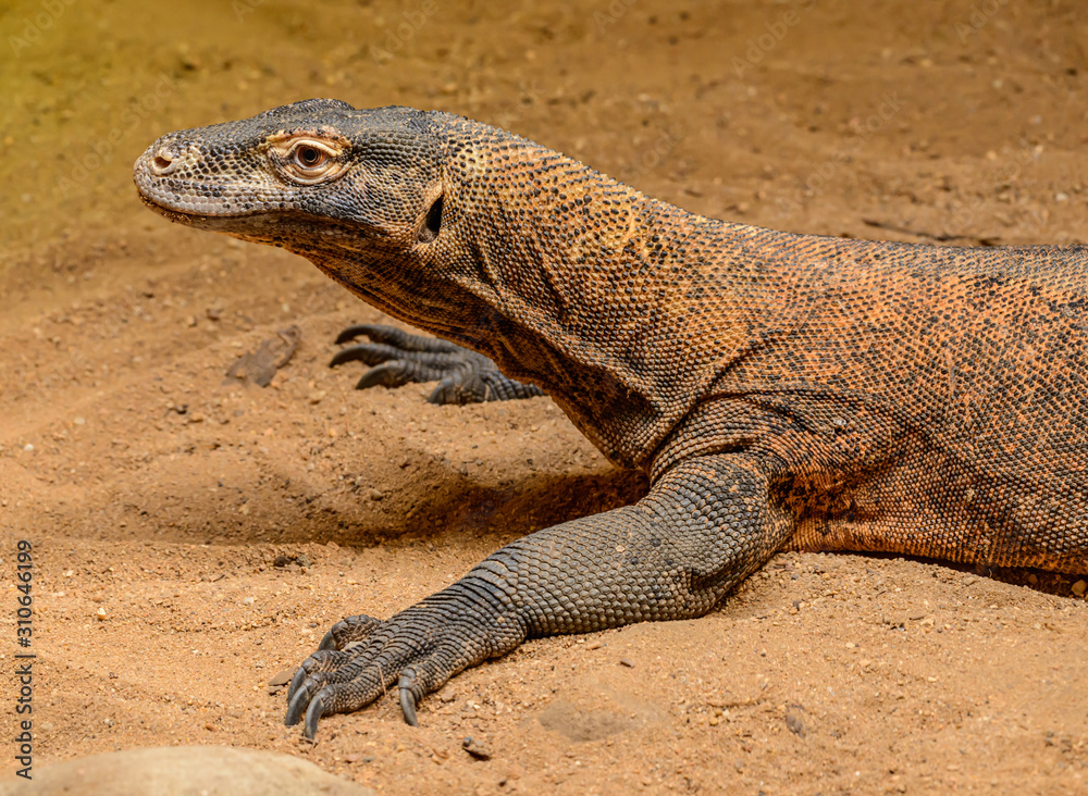 portrait of komodo dragon monitor lizard