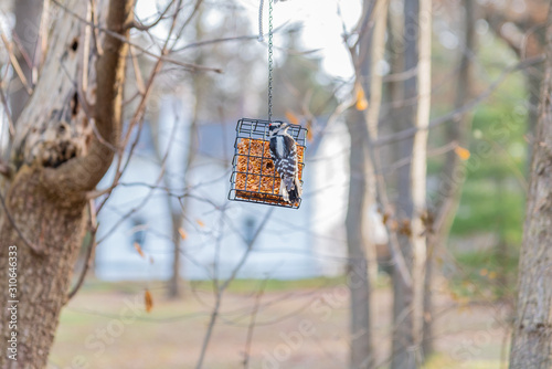 Woodpecker sitting on suet bird feeder in yard in winter