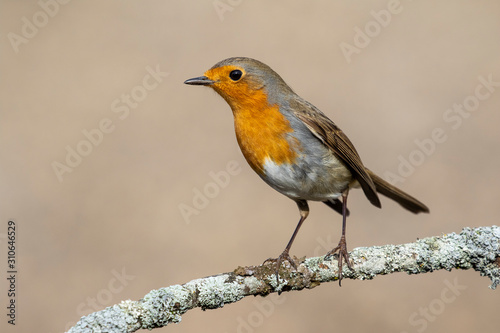 European robin, (Erithacus rubecula), side view on a branch with a blurred background © J.C.Salvadores