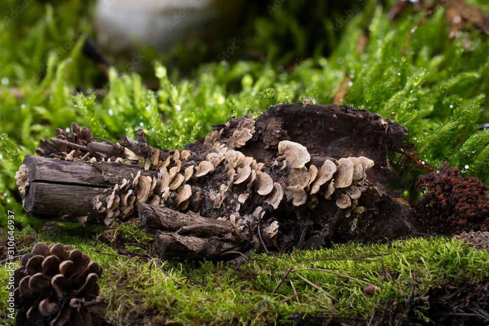 snag on forest moss overgrown with mushrooms
