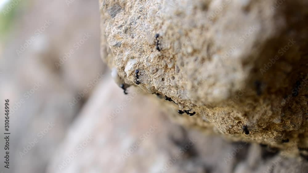 Black ants crawling on rock in nature, shallow depth of field, macro shot Black ants crawling on rock in nature, shallow depth of field, macro shot