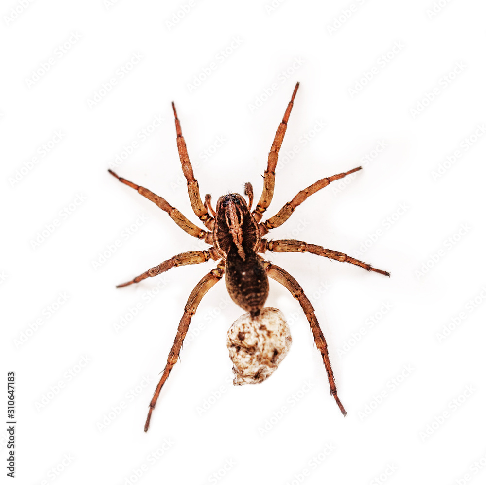 Pregnant spider on white background Pregnant spider on white background