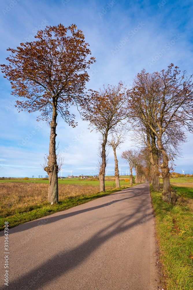 Country road among trees in northern Poland. Europe Country road among trees in northern Poland. Europe
