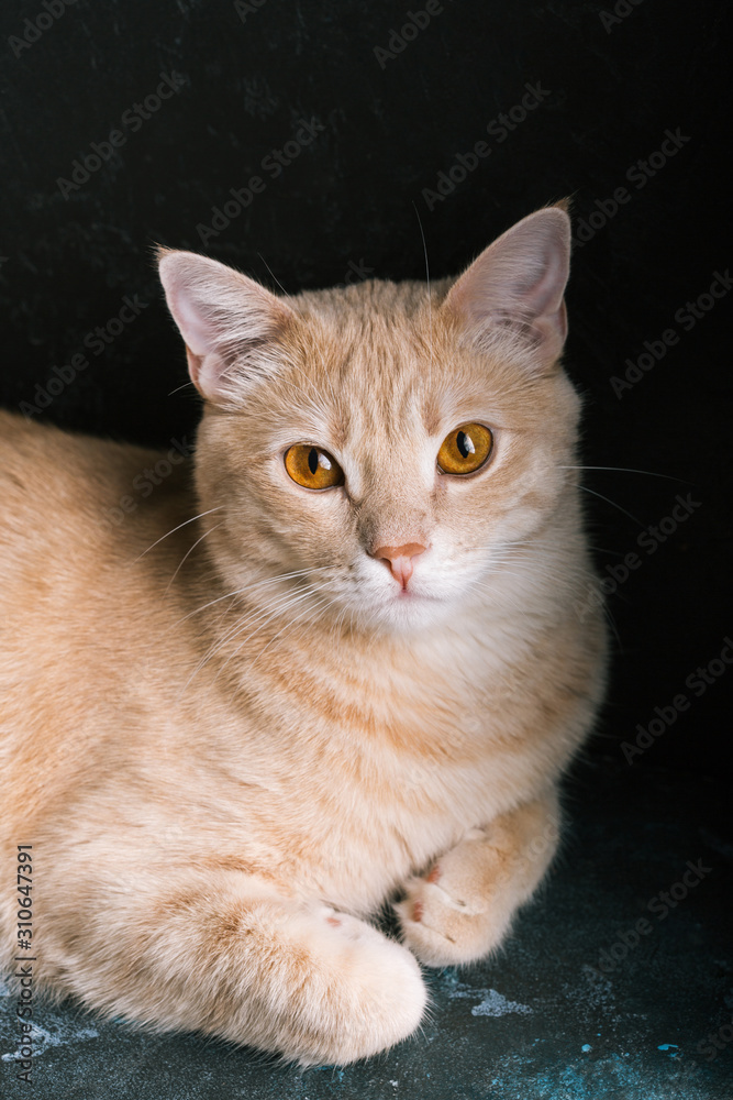 Red cat on a black background, portrait of a pet, close-up