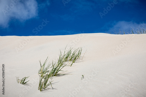 Fototapeta Naklejka Na Ścianę i Meble -  Grasses on Sand dune Maghera Beach County Donegal Ireland