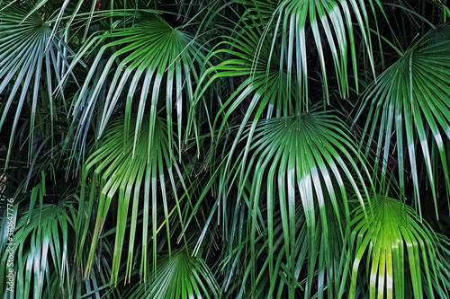 Big fresh green leaves of the tropic plant.