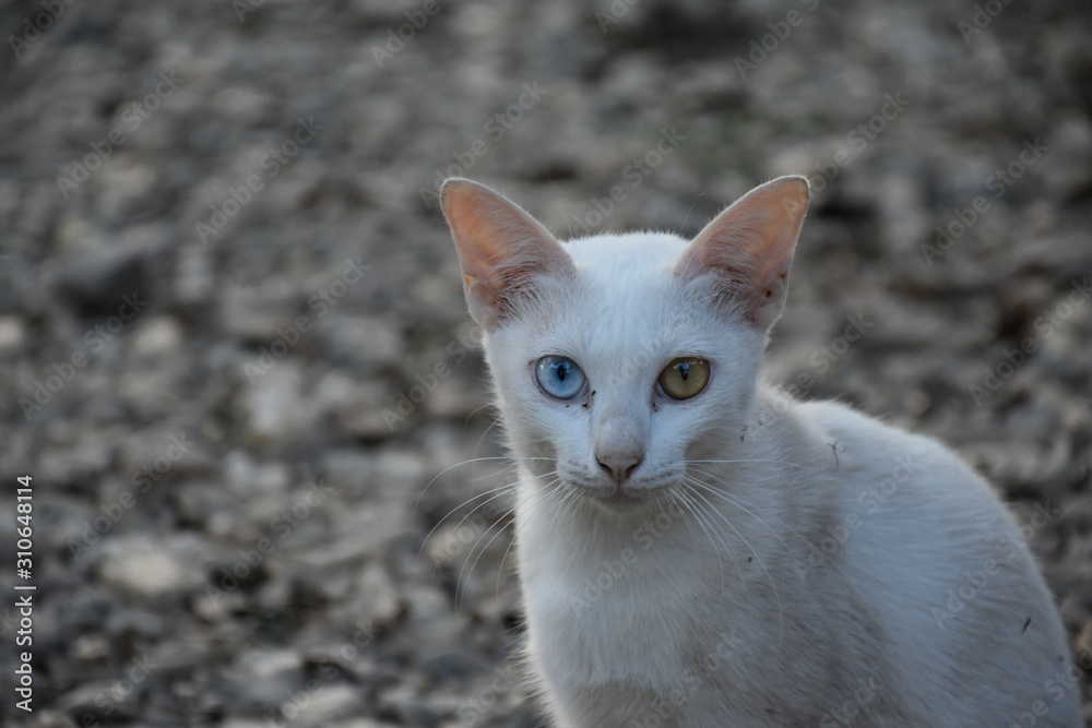 Khao manee or white cat with two beautiful yellow and blue eyes Khao manee or white cat with two beautiful yellow and blue eyes