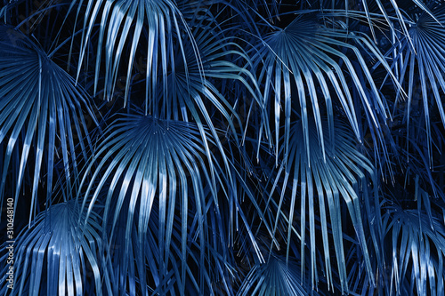 Big leaves of the tropic plant, blue color toned photo.
