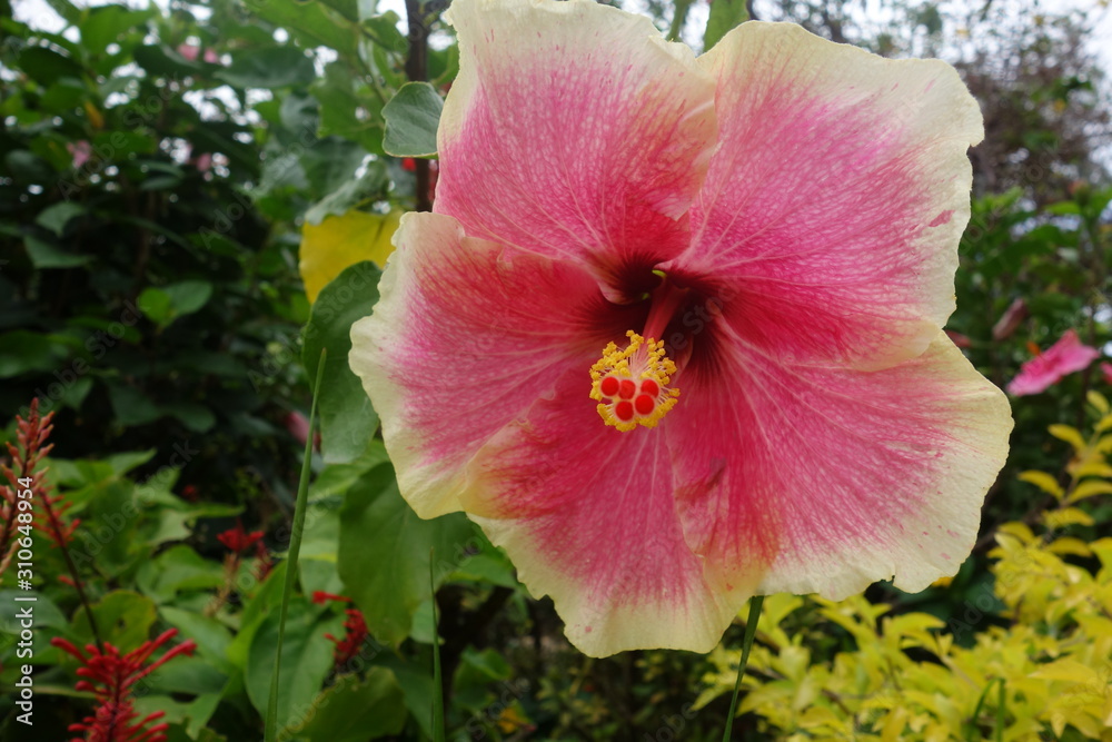 Beautiful Tropical Rainforest Flowers