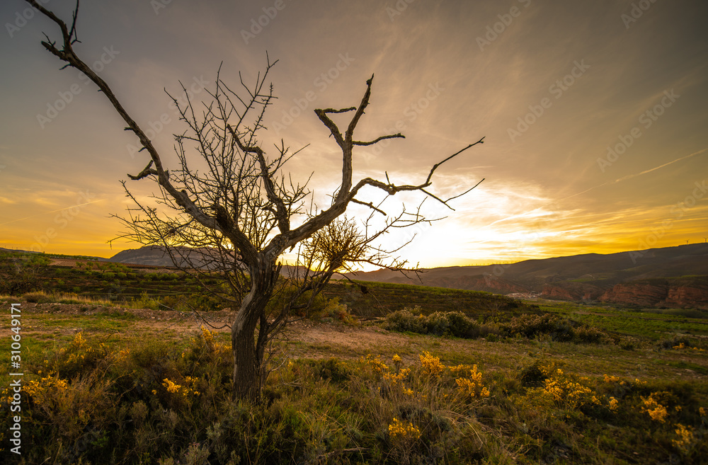 Dry almond tree and at the bottom of the mountains Dry almond tree and at the bottom of the mountains