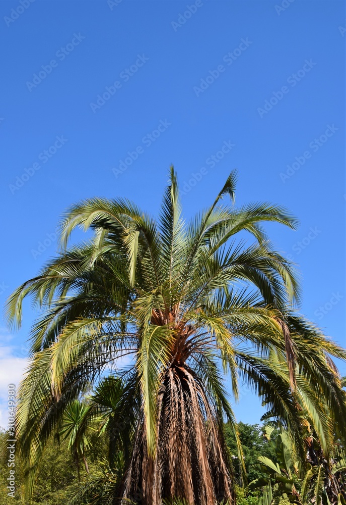 Palm tree top with clear blue sky background