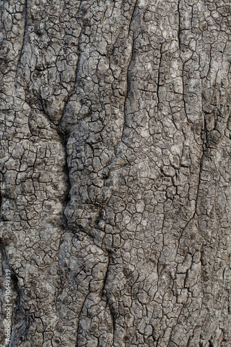Detailed pictures of the bark in nature
