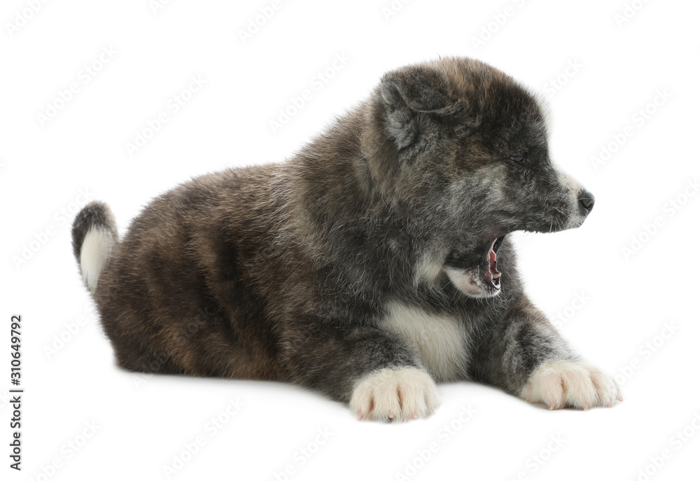 Cute Akita inu puppy on white background. Friendly dog