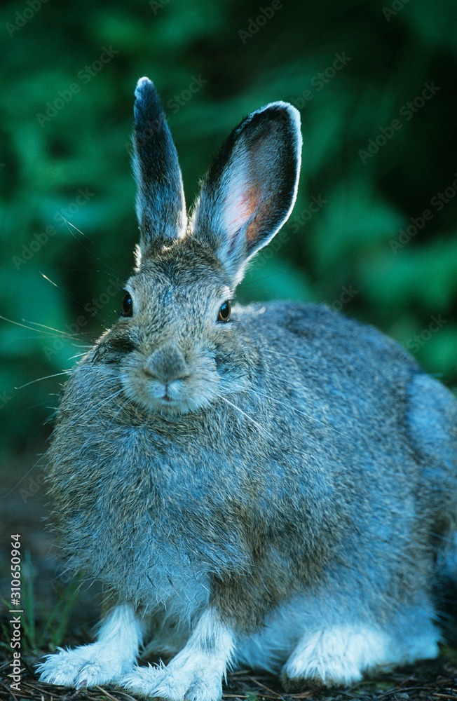 Fototapeta premium Hare sitting outdoors