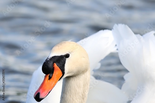 Swan male,looking for food near a lakeshore,closeup. Genus species Mute Swan,Cygnus olor.	