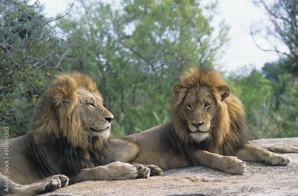 Two male Lions lying on rock