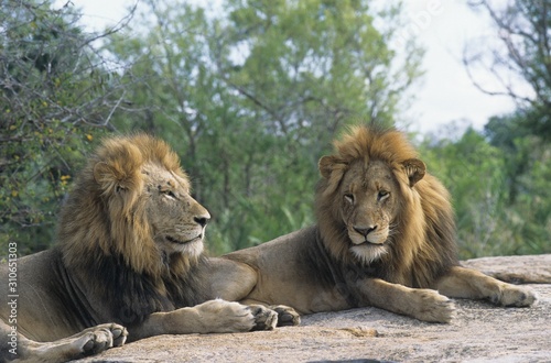 Two male Lions lying on rock