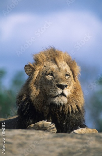 Lion resting on savannah