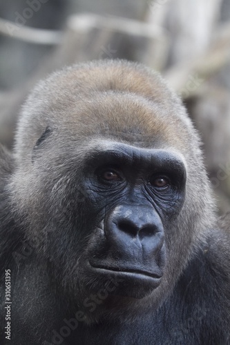 Obraz na plátně Vertical shot of a western lowland gorilla looking at the camera