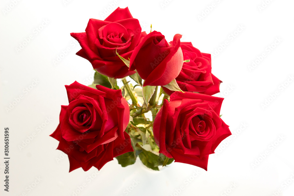 red rose isolated on white background , vaientine day red rose isolated on white background , vaientine day