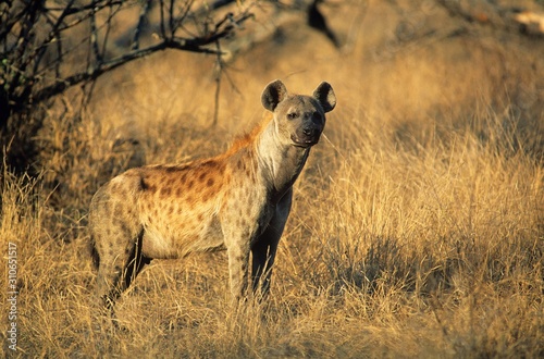 Spotted Hyena  Crocuta Cocuta  standing on savannah