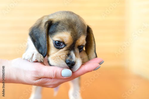 Photography beagle puppy