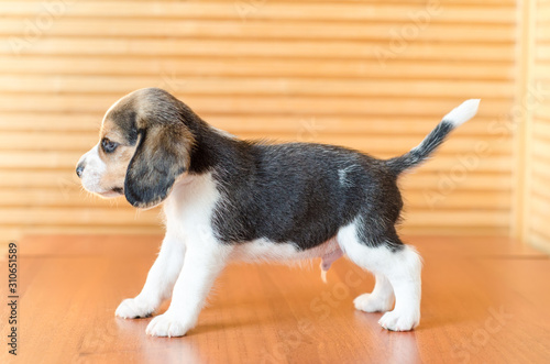 Fényképezés beagle puppy