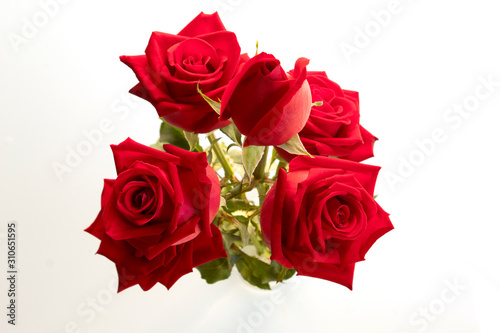 red rose isolated on white background   vaientine day