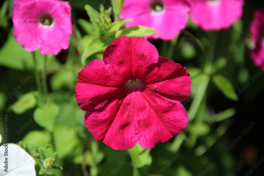 Front view of beautiful red flower and three pink buds behind it Front view of beautiful red flower and three pink buds behind it