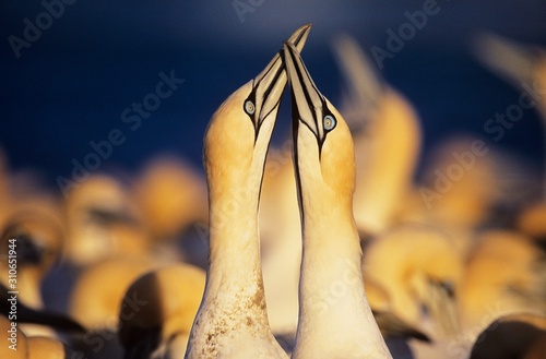 Valokuva Two Gannets courting near colony