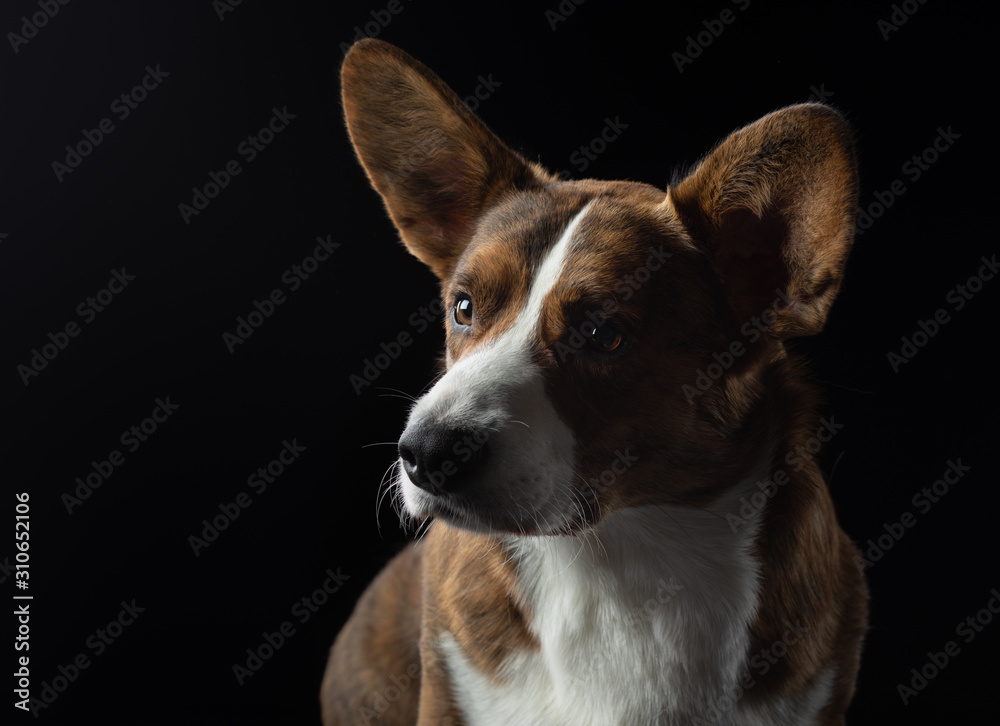 portrait of a dog on a dark background. welsh corgi cardigan in the studio portrait of a dog on a dark background. welsh corgi cardigan in the studio