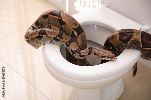 Brown boa constrictor on toilet bowl in bathroom
