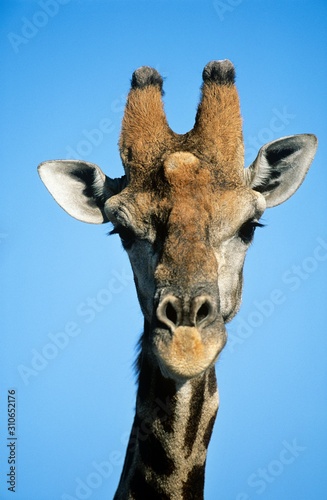 Maasai Giraffe (Giraffa Camelopardalus) close-up
