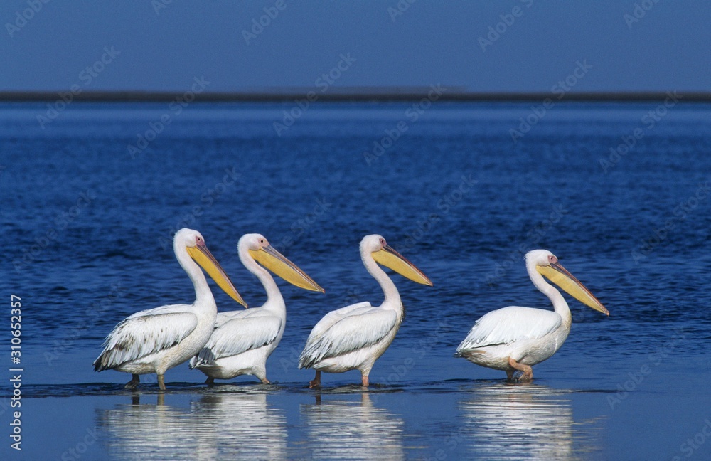 Four Pelicans wading in ocean