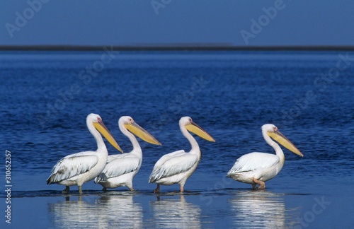 Four Pelicans wading in ocean © moodboard