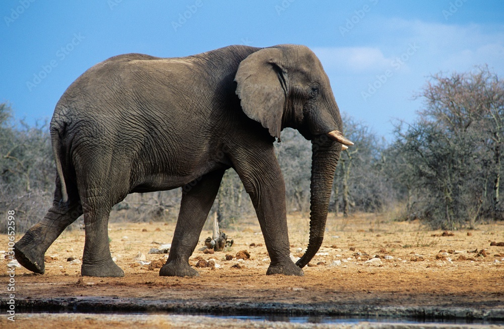 Fototapeta premium African Elephant (Loxodonta Africana) walking on savannah