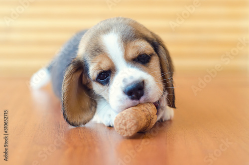 Photography beagle puppy