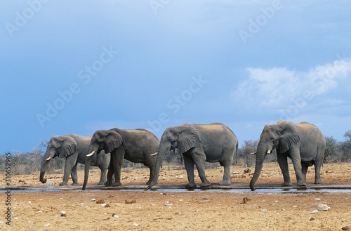 Four African Elephants (Loxodonta Africana) in a row