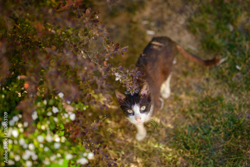 Portrait of domestic cat outdoor. Spring or summer time.