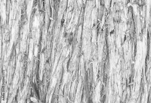 Incredibly beautiful texture of black and white wood with many veins. The bark of the Thuja tree. Old thuja for the background. Tree bark