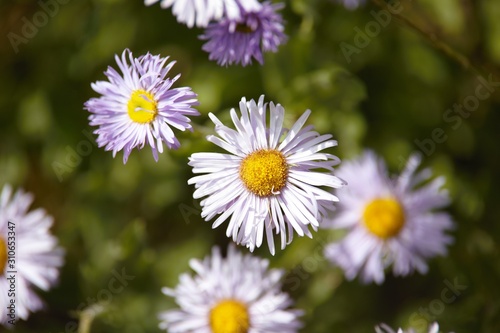 daisies in the garden