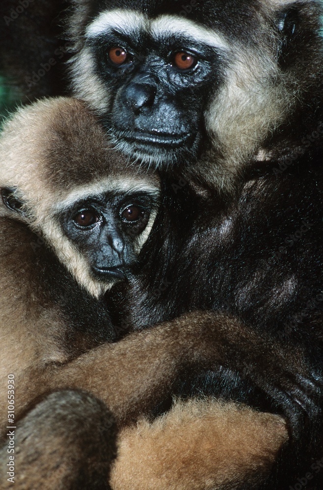 Obraz premium Squirrel Monkey embracing young close-up