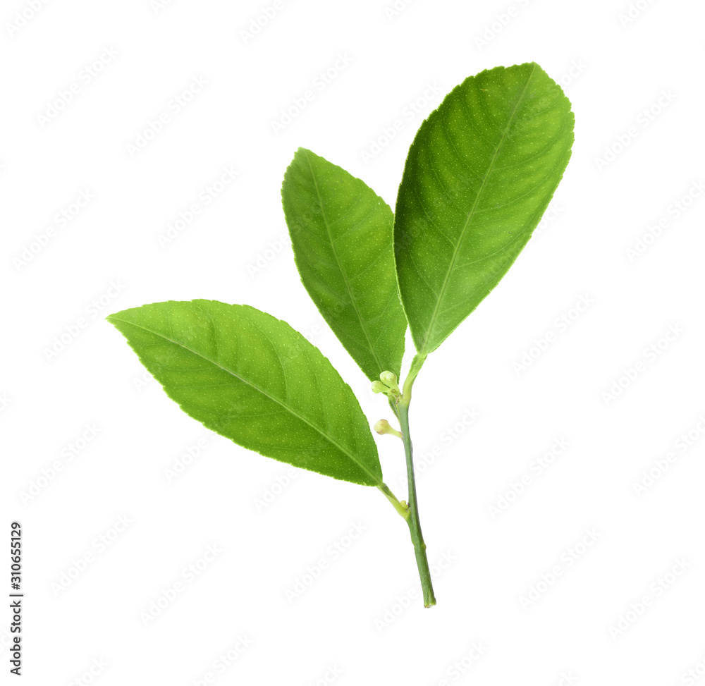 Fresh twig with green citrus leaves isolated on white Fresh twig with green citrus leaves isolated on white