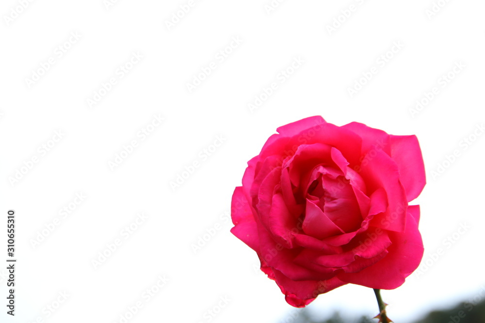 薔薇 曇り空に映える一輪の薔薇 薔薇 曇り空に映える一輪の薔薇